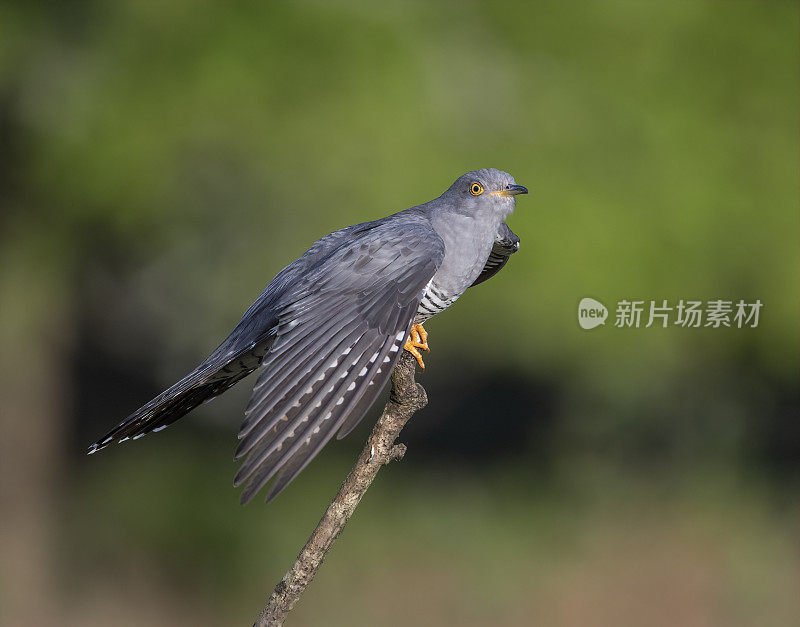 雄性杜鹃(Cuculus canorus)